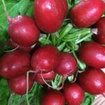 bunch of bright radish with green leaves