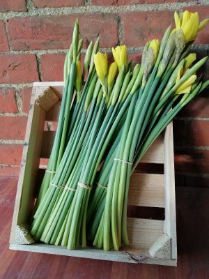 Photo of daffodil stems with some flowers about to burst into flower